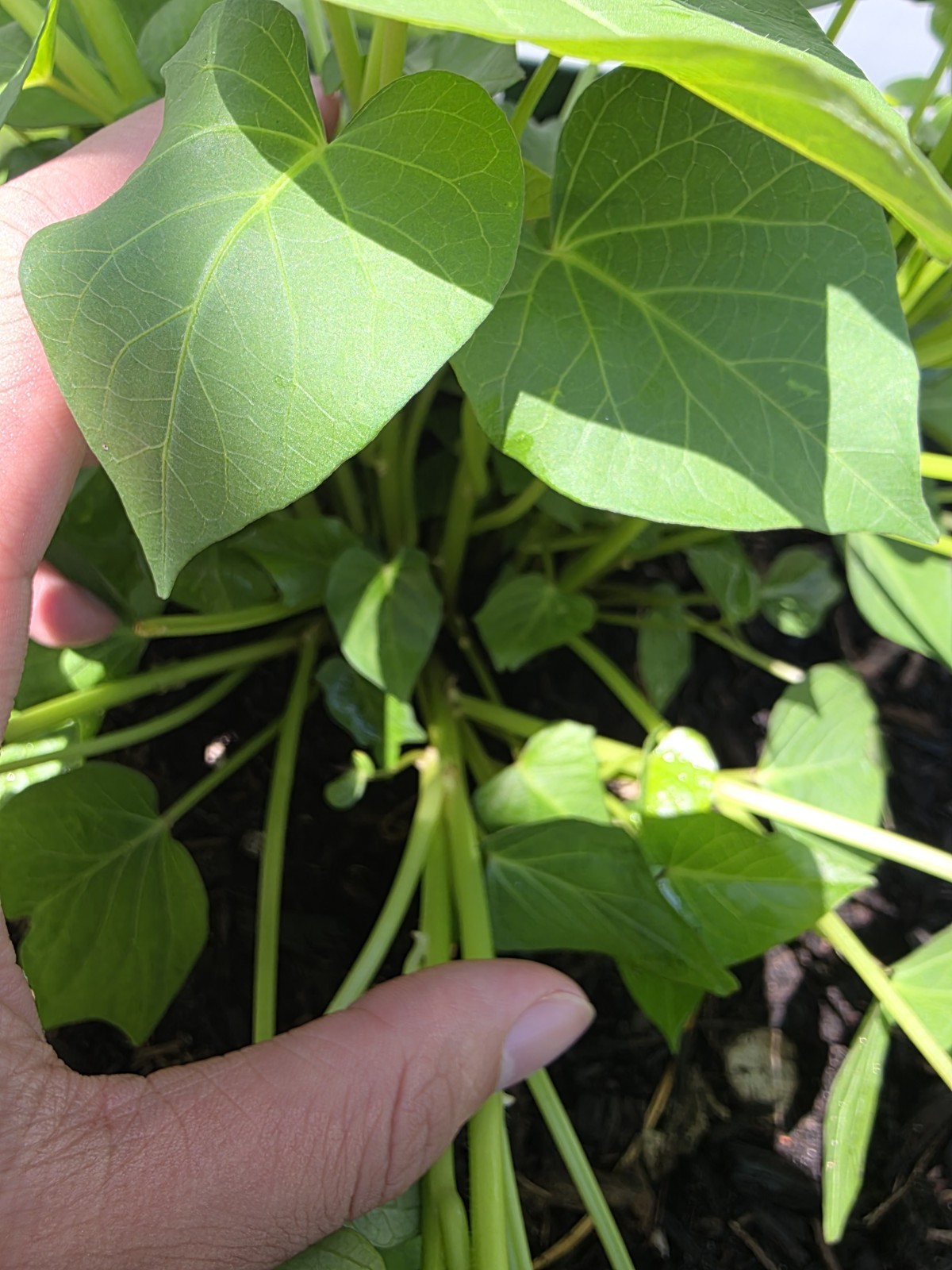 White Hannah x Red Garnet Yam Rooted Slips Premium Rare Variety Pack – 10 Total