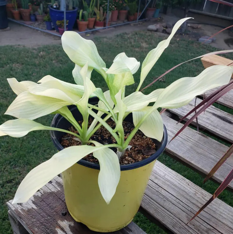 3 White Feather Hosta Bare Root Plants Hardy Shade Garden Perennial Gift Set