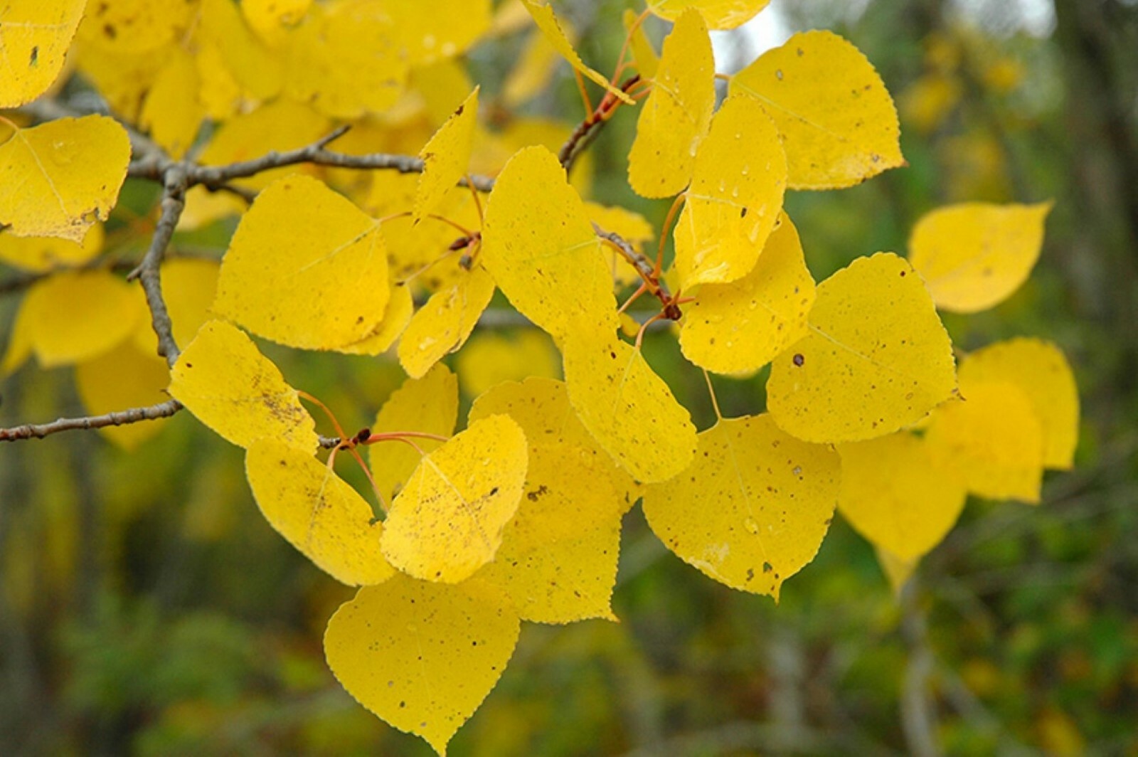Quaking Aspen 1 year old live plant 14-22 inches tall