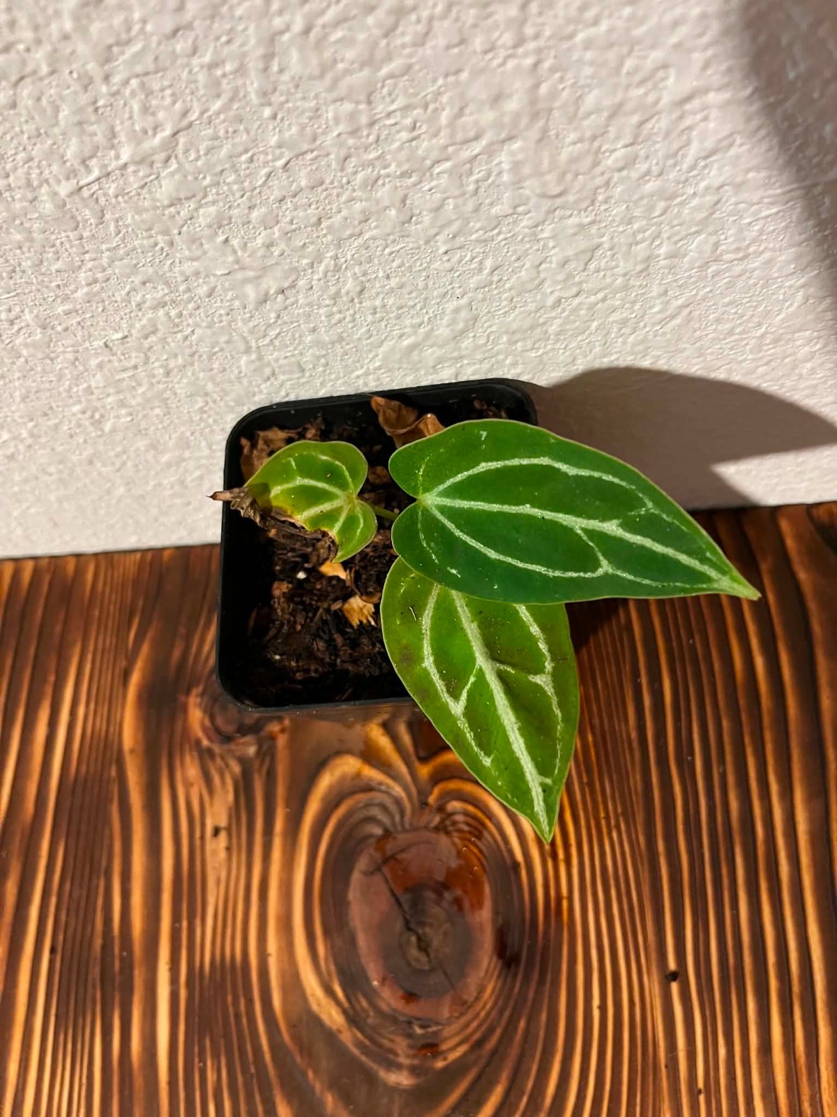 Anthurium crystallinum Live Starter Plant 3″ Pot Velvet Aroid Houseplant