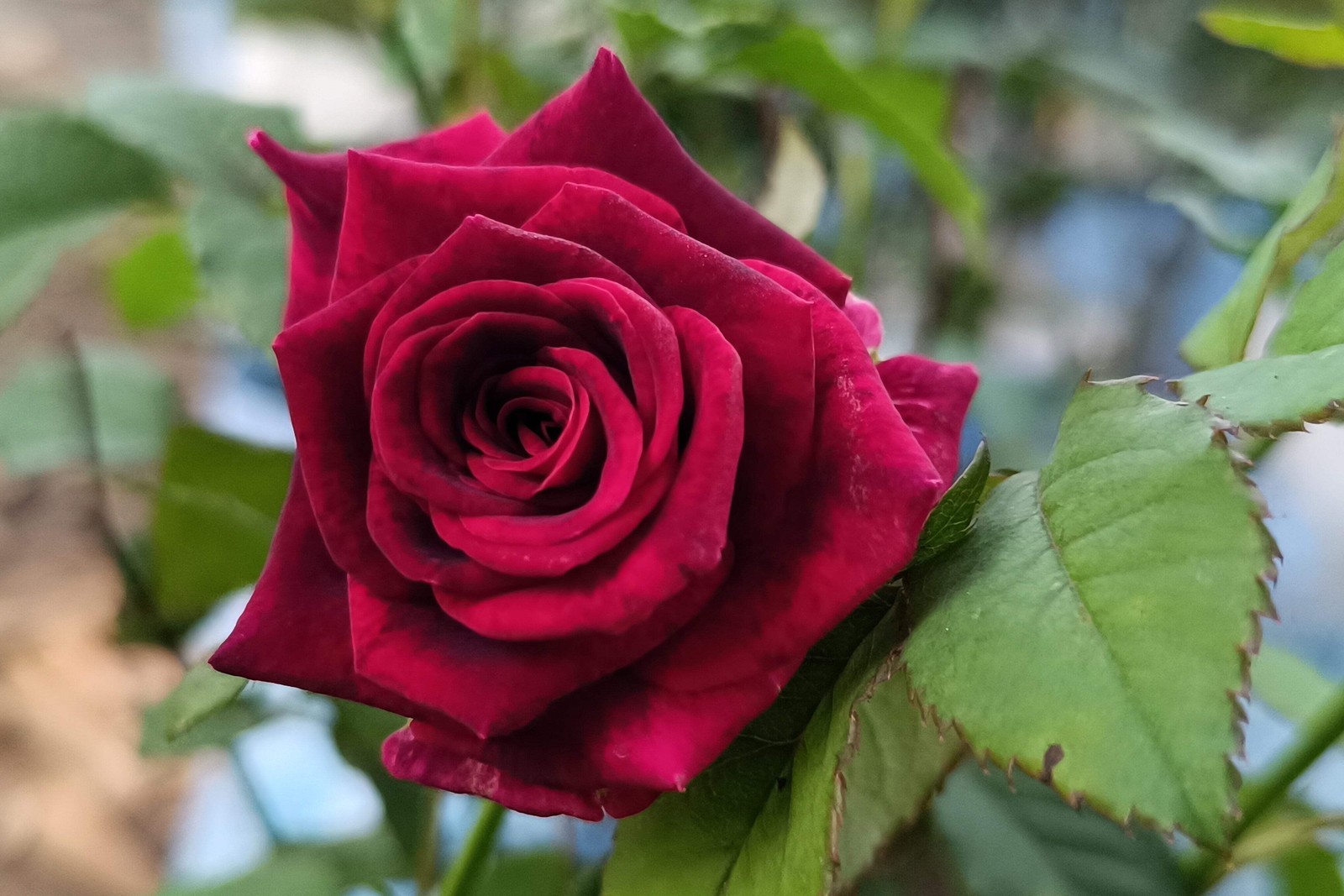 5 BURGUNDY CLIMBING ROSE Red Rosa Bush Vine Climber Fragrant Flower Seeds