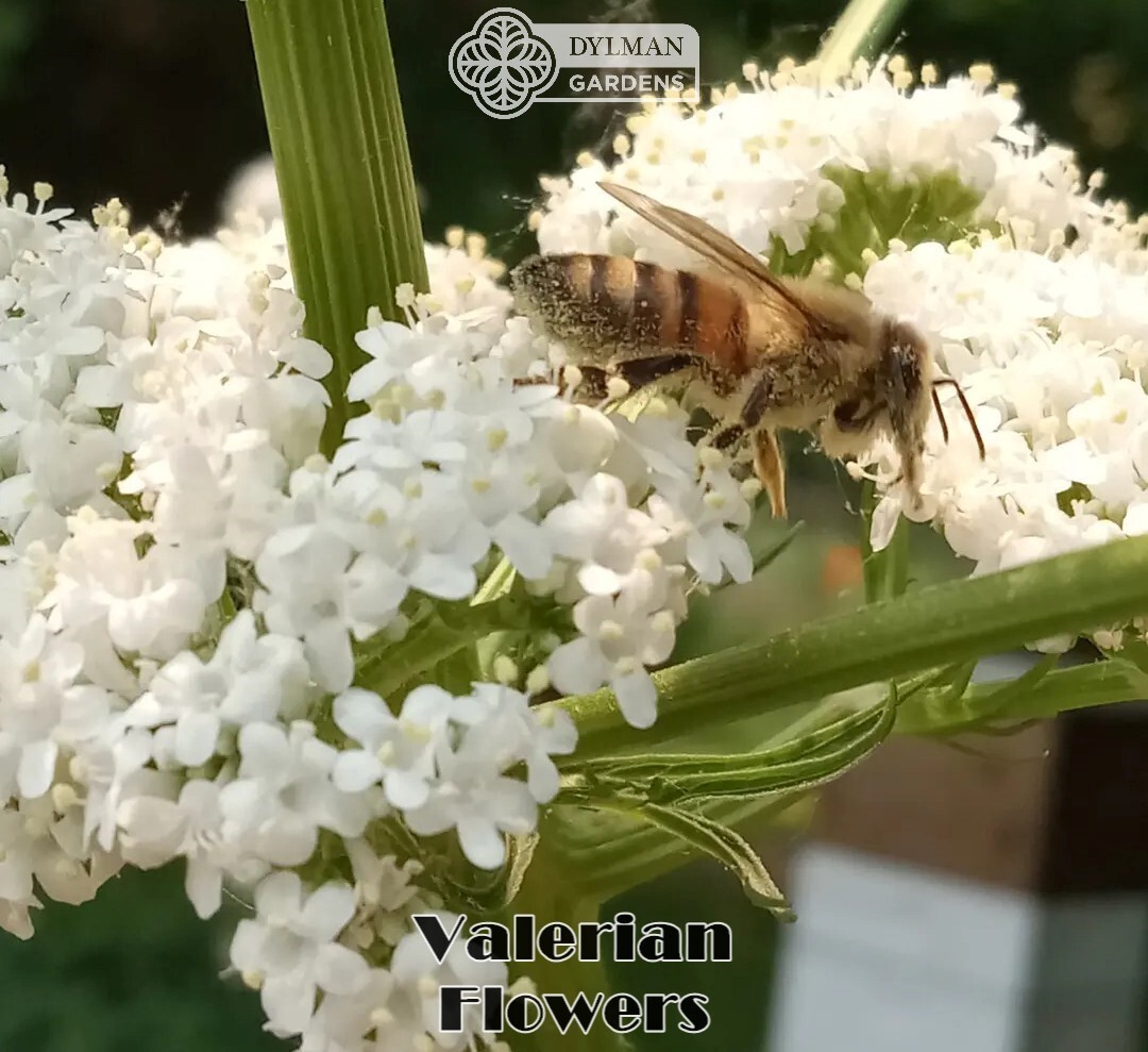Valerian Plant (Valeriana officinalis) Garden Heliotrope – All-heal – Herb Plant