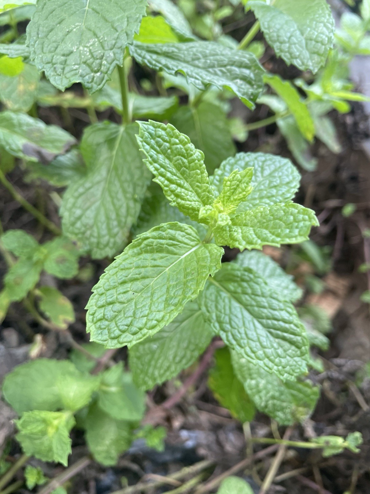 ‘Chocolate Mint’ ( Mentha x piperita) / 6 Field Grown Rooted Peppermint Stems