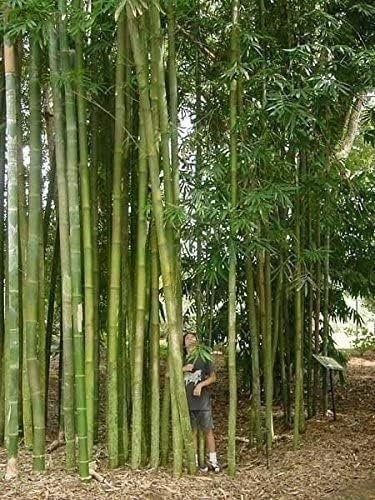 Bamboo Oldhamii | 1 Gallon | Bambusa oldhamii | Low Maintenance | Hardy