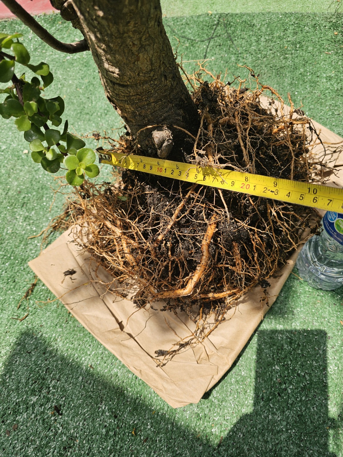 35 Years Old,Portulacaria Afra,Super Mature,shipping Bare Roots.