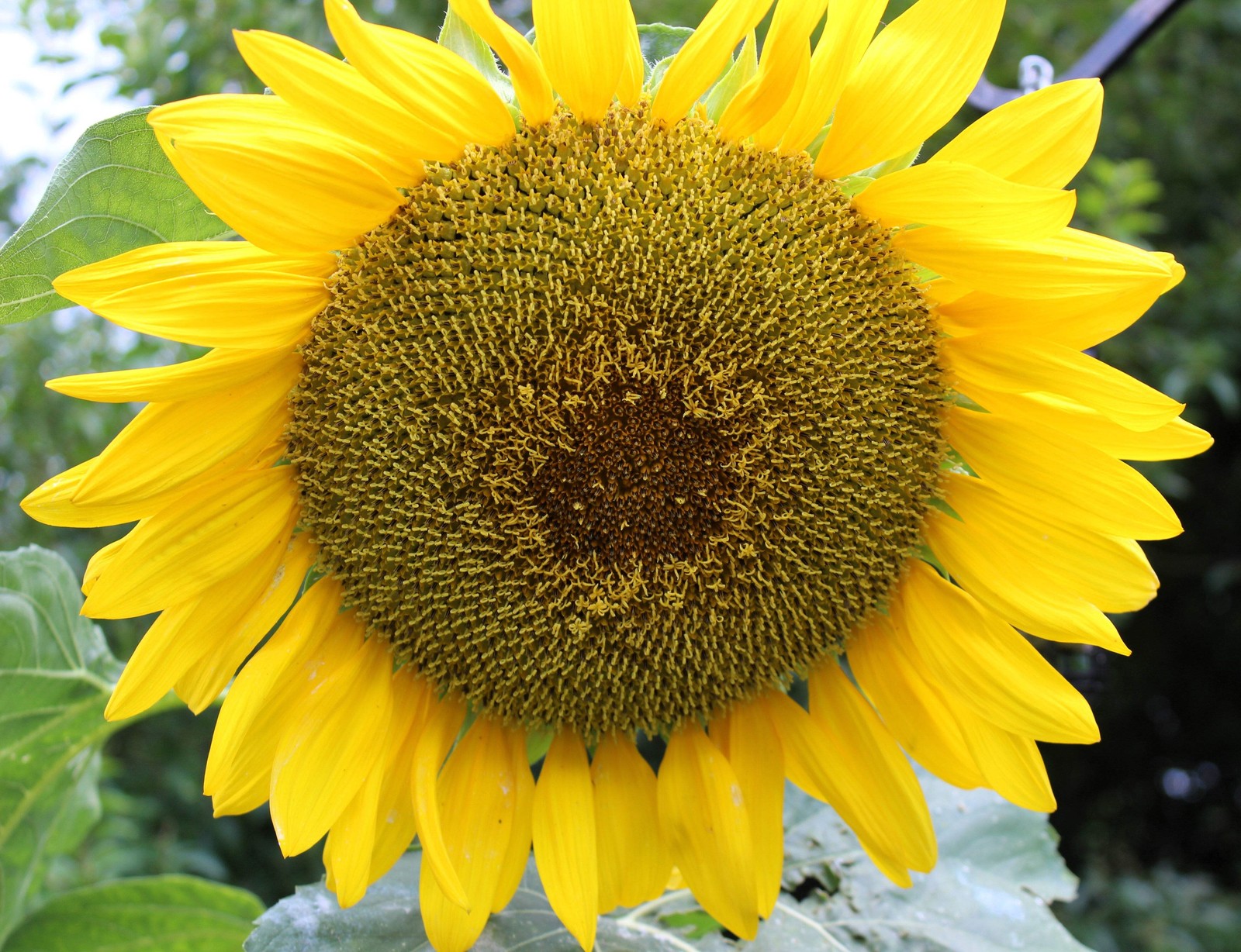 10 Early MAMMOTH RUSSIAN SUNFLOWER Helianthus Annuus Flower Seeds
