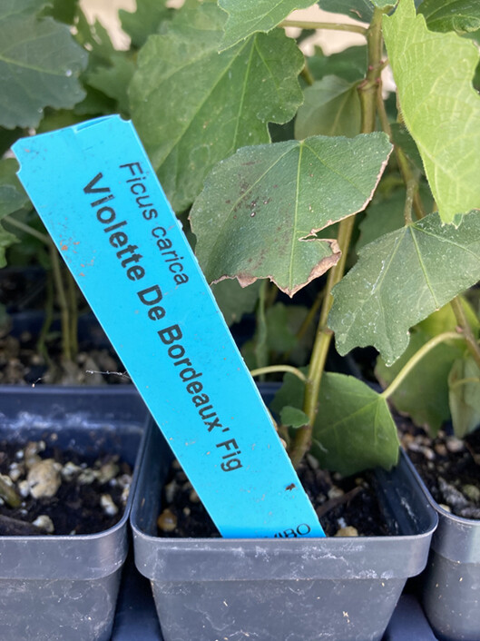Violette de Bordeaux Fig Tree – Self Fertile