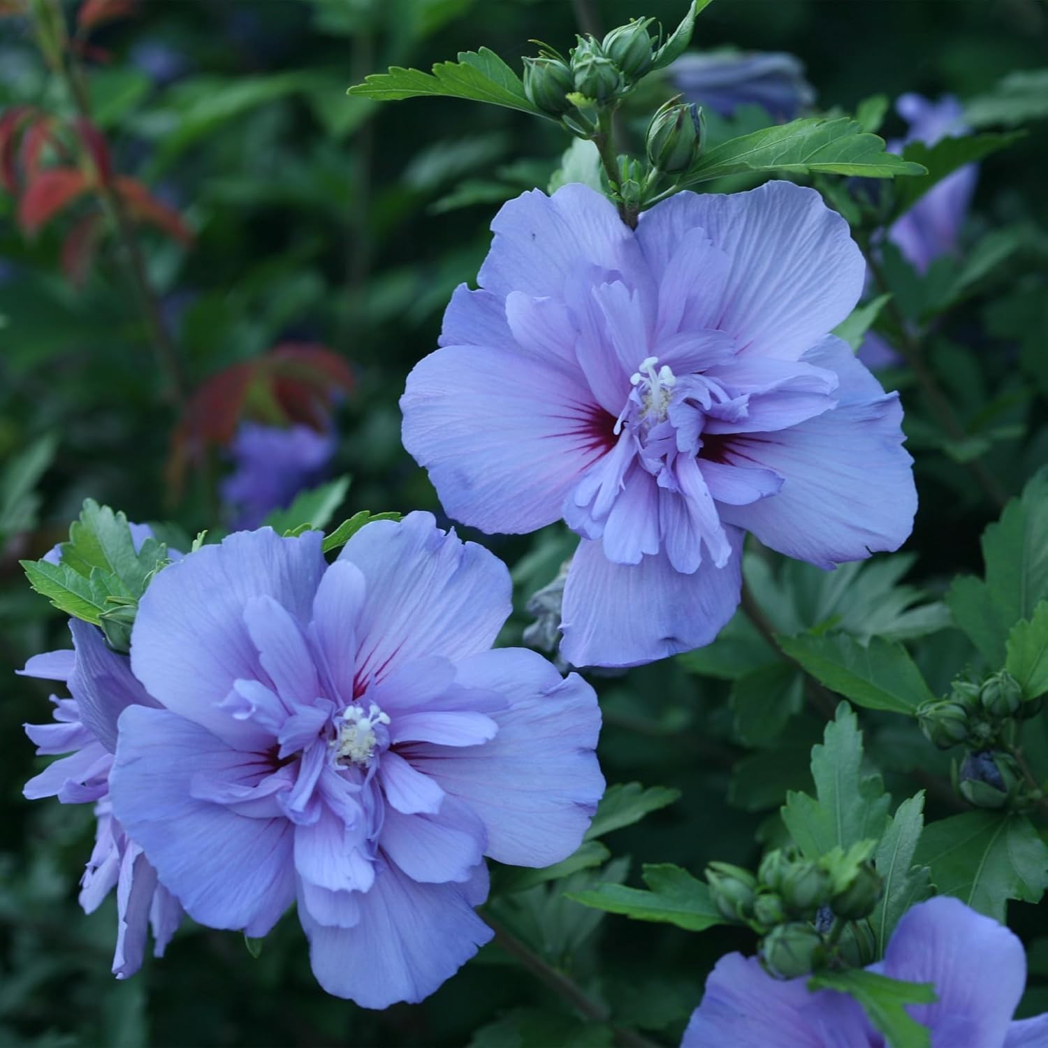 Stunning 2 Gal. Blue Chiffon Rose of Sharon Hibiscus – Organic Shrub for Gardens