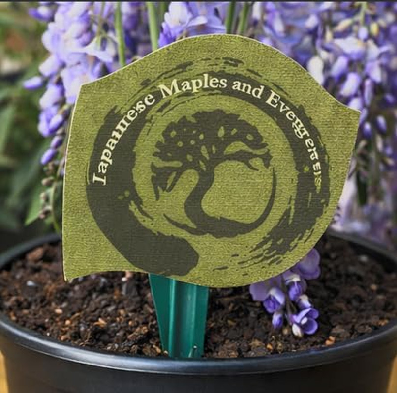 Blue Moon Wisteria Vine 2 Year Plant Fragrant Flowers Attract Hummingbirds