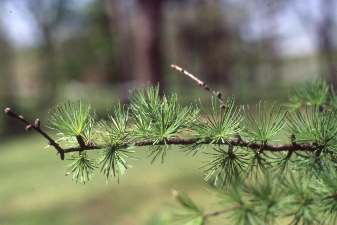 3 Japanese Larch Larix Kaempferi 5-10 Inches Tall Ideal for Bonsai or Landscape