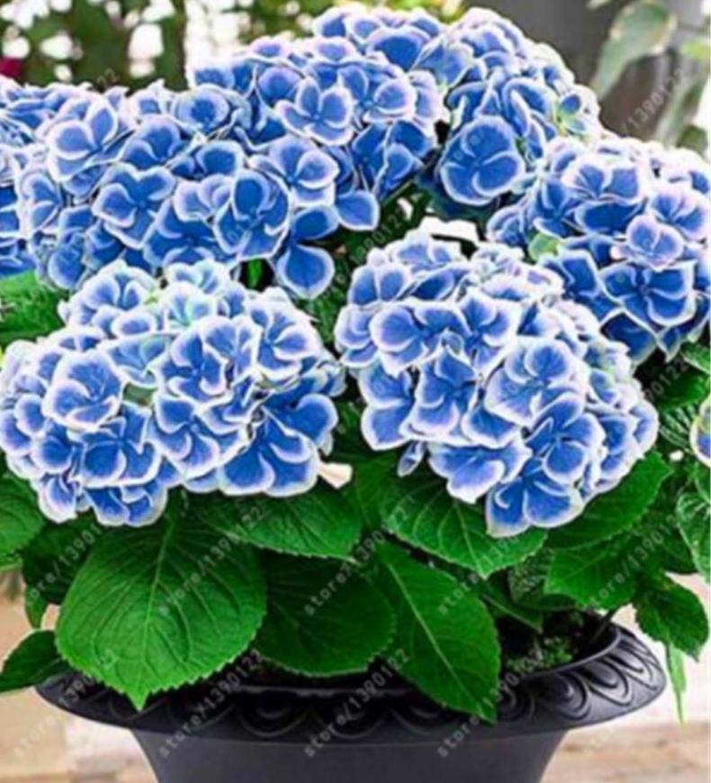 25pc HYDRANGEA SEEDS Garden Plant Flower rare exotic USA seller FREE shipping