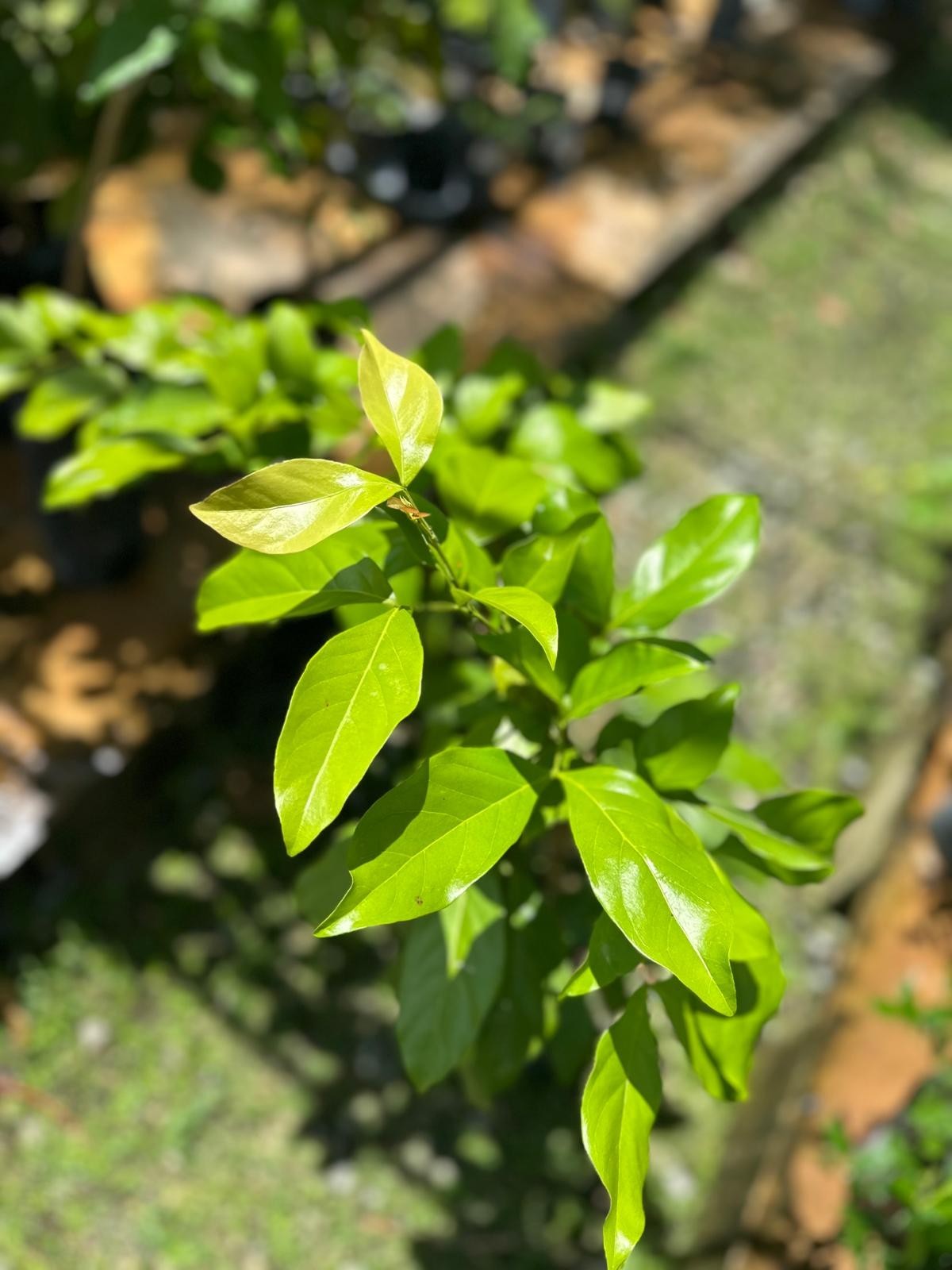 Grafted Choquette Avocado (Persea americana) Live Fruit Tree (10in-2ft)