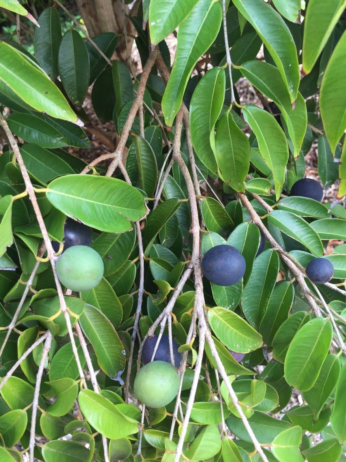 Jaboticaba Myrciaria Vexator Blue Grape Fruit Beautiful Bark Tree Seedling Plant