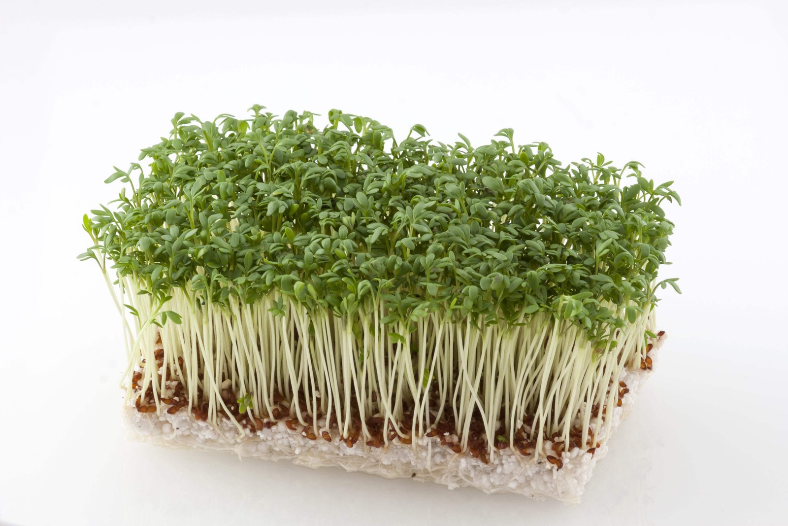 1500 UPLAND CRESS American Land Cress Barbarea Verna Creasy Vegetable Herb Seeds