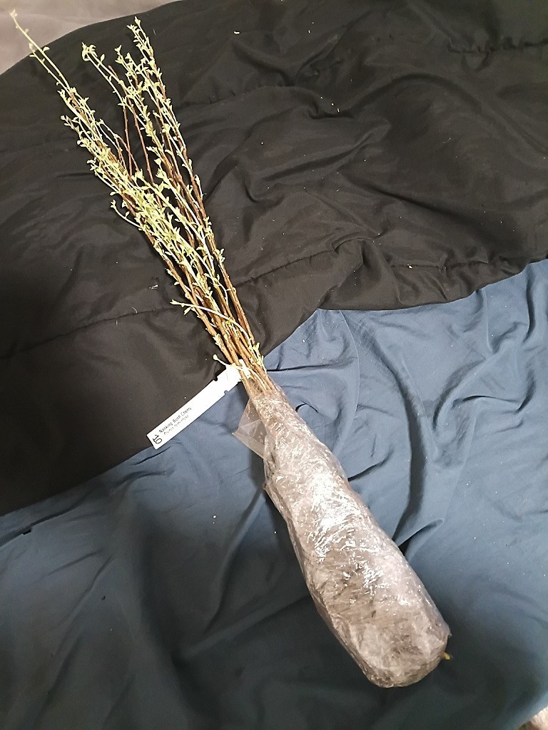 1 Nanking Bush Chery. 1.5-2 foot tall bare roots actively growing tree.