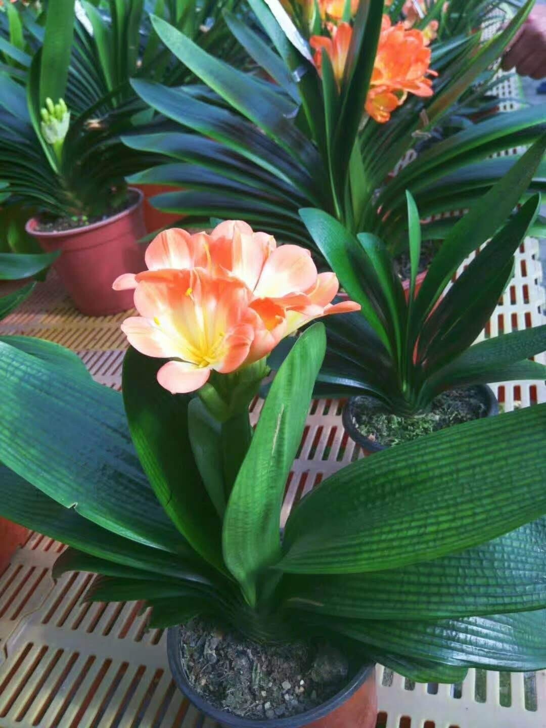 Clivia Miniata, Bush Lily, Orange Flowers, Ready to Plant, Live Evergreen, Rare