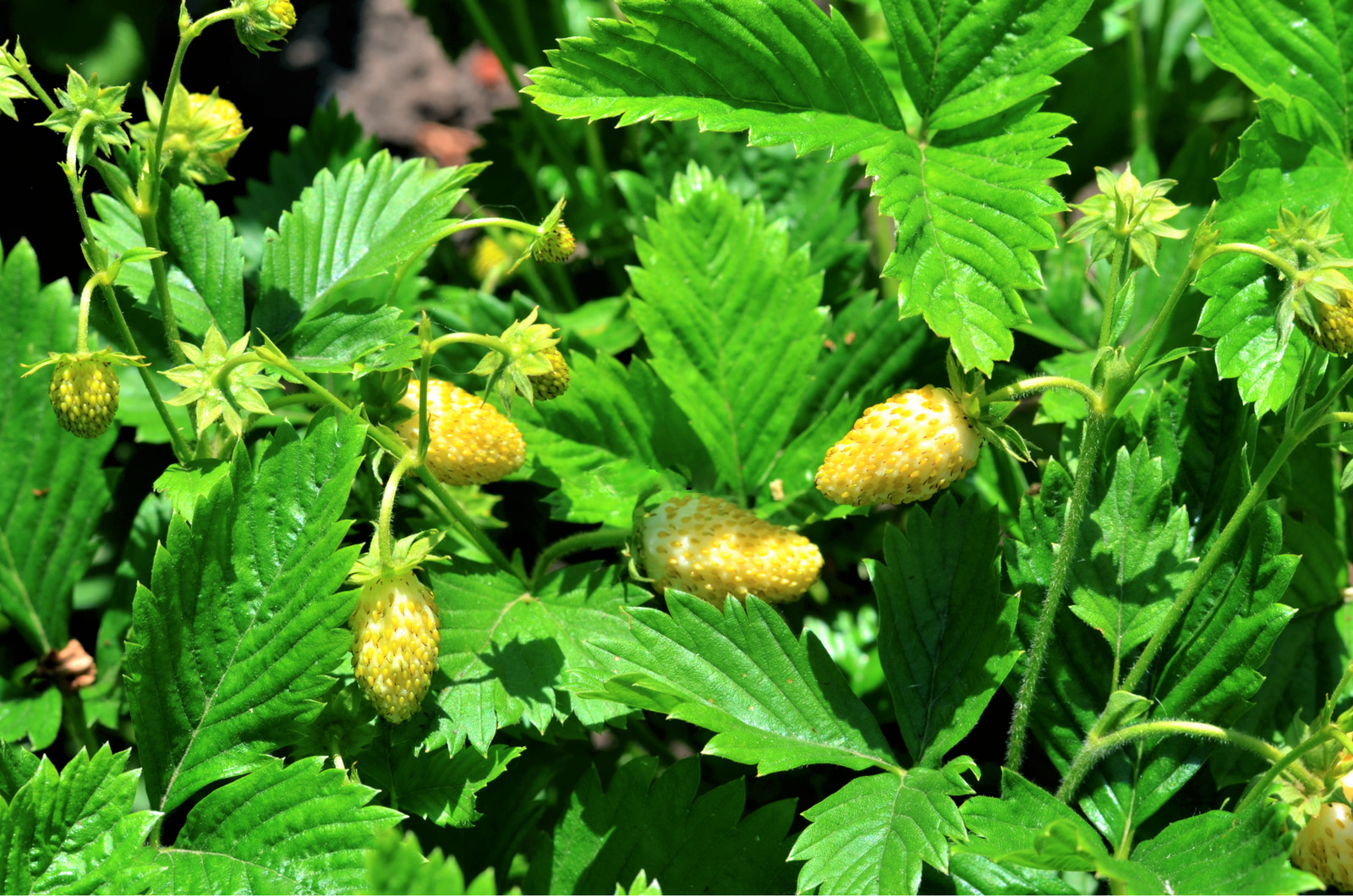 100 YELLOW WONDER STRAWBERRY Everbearing Heirloom Fragaria Vesca Fruit Seeds