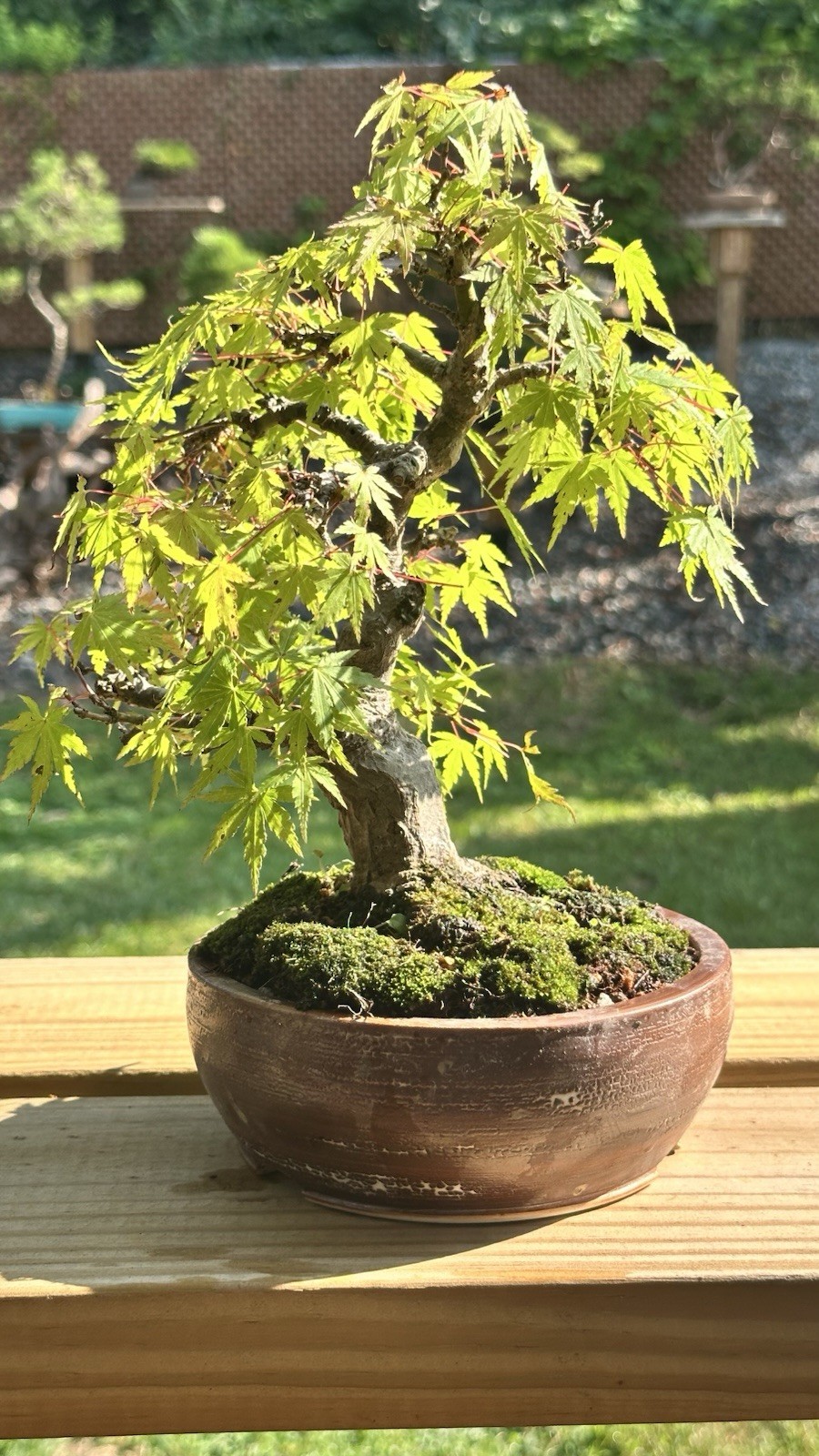 Shohin Momji Red Maple on High Quality American Pot