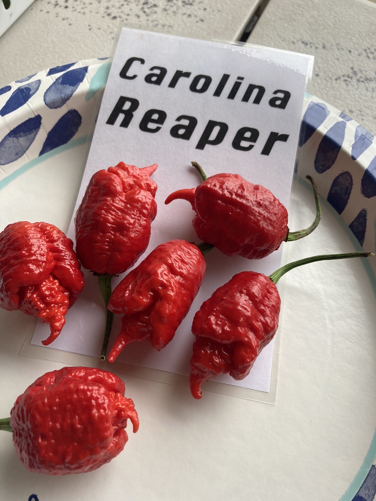 Carolina Reaper Hot Pepper Seeds 15+ Per Pack