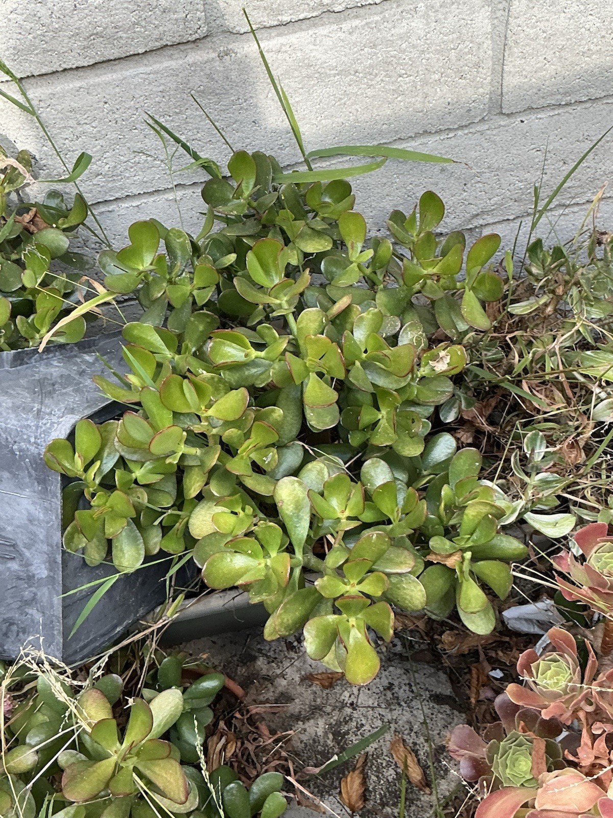 healthy jade plant with roots, Around 19” To 20” tall, rooted