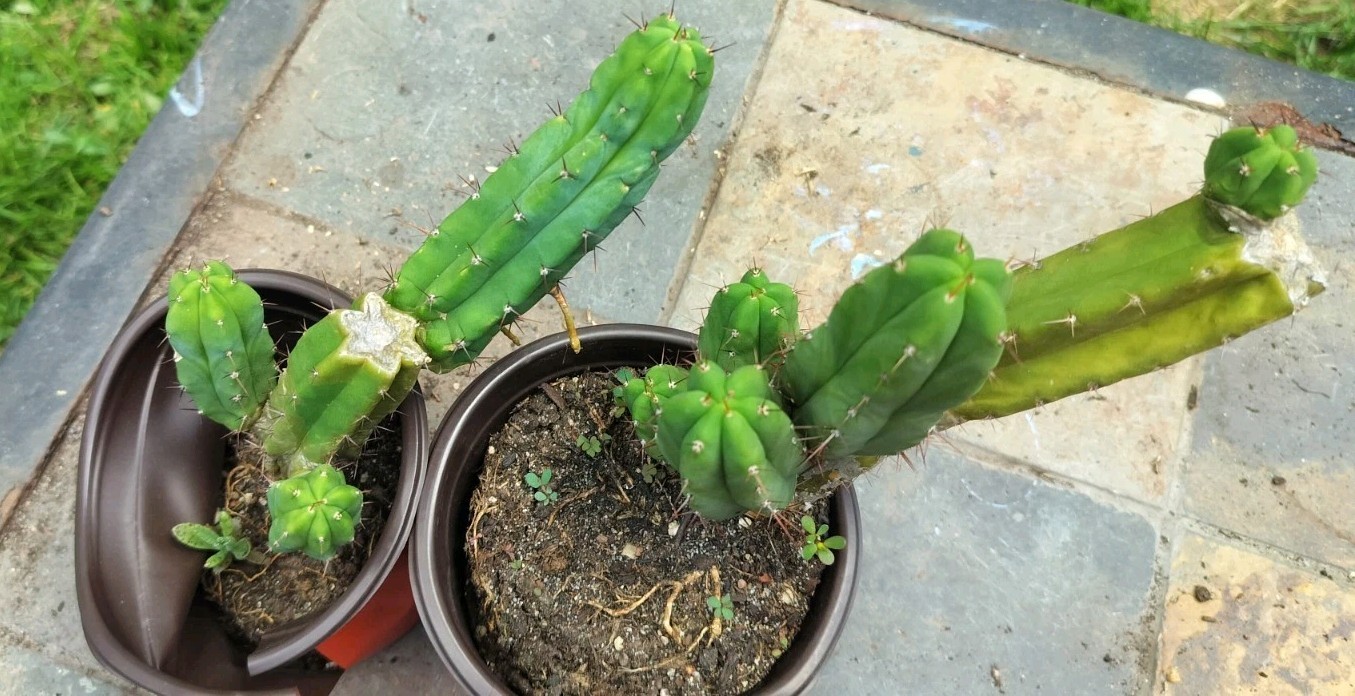 Sacred Cactus – Bridgesii Eileen X Wowie Lot Of Two ( Exact Cacti Pictured)
