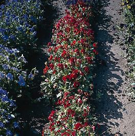 Viola cornuta Arkwright Ruby 500 seeds