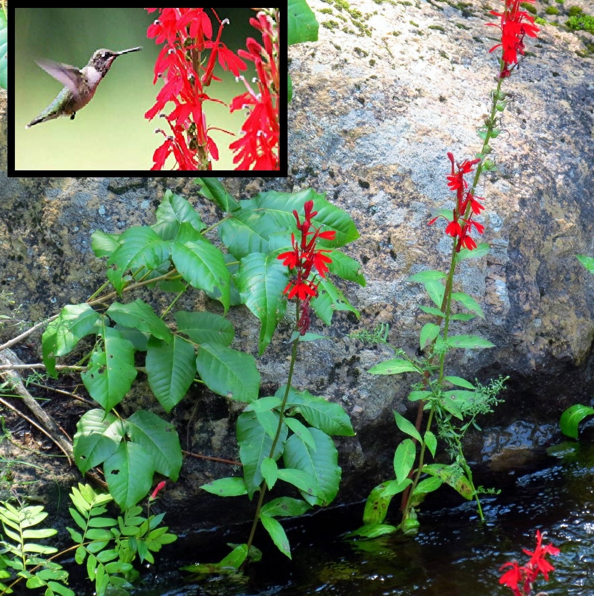 2 Cardinal Flower Lobelia cardinalis Pond/Marsh/Water plant~BARE ROOT NO FOLIAGE
