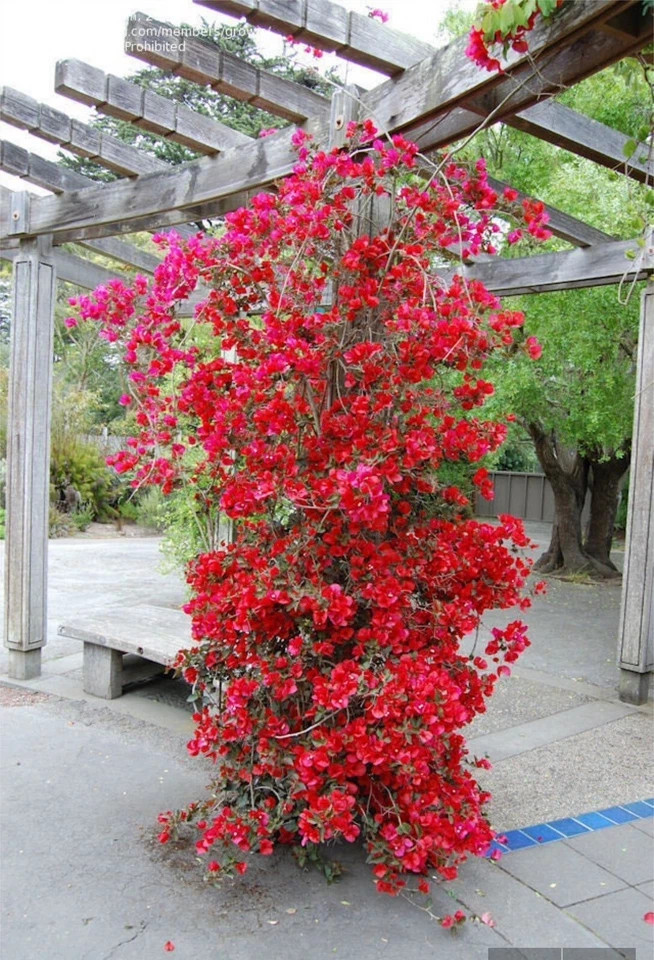 4” Pot of SAN DIEGO RED Live Rooted Bougainvillea Plant-Height & Fullness Varies