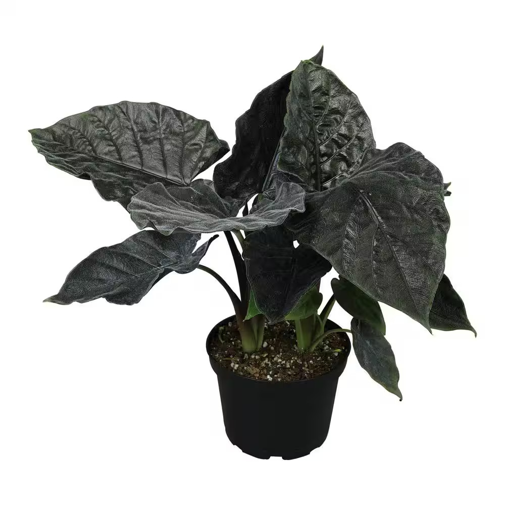 Antoro Velvet Alocasia Air Purifying Indoor Houseplant in 6 In. Grower Pot
