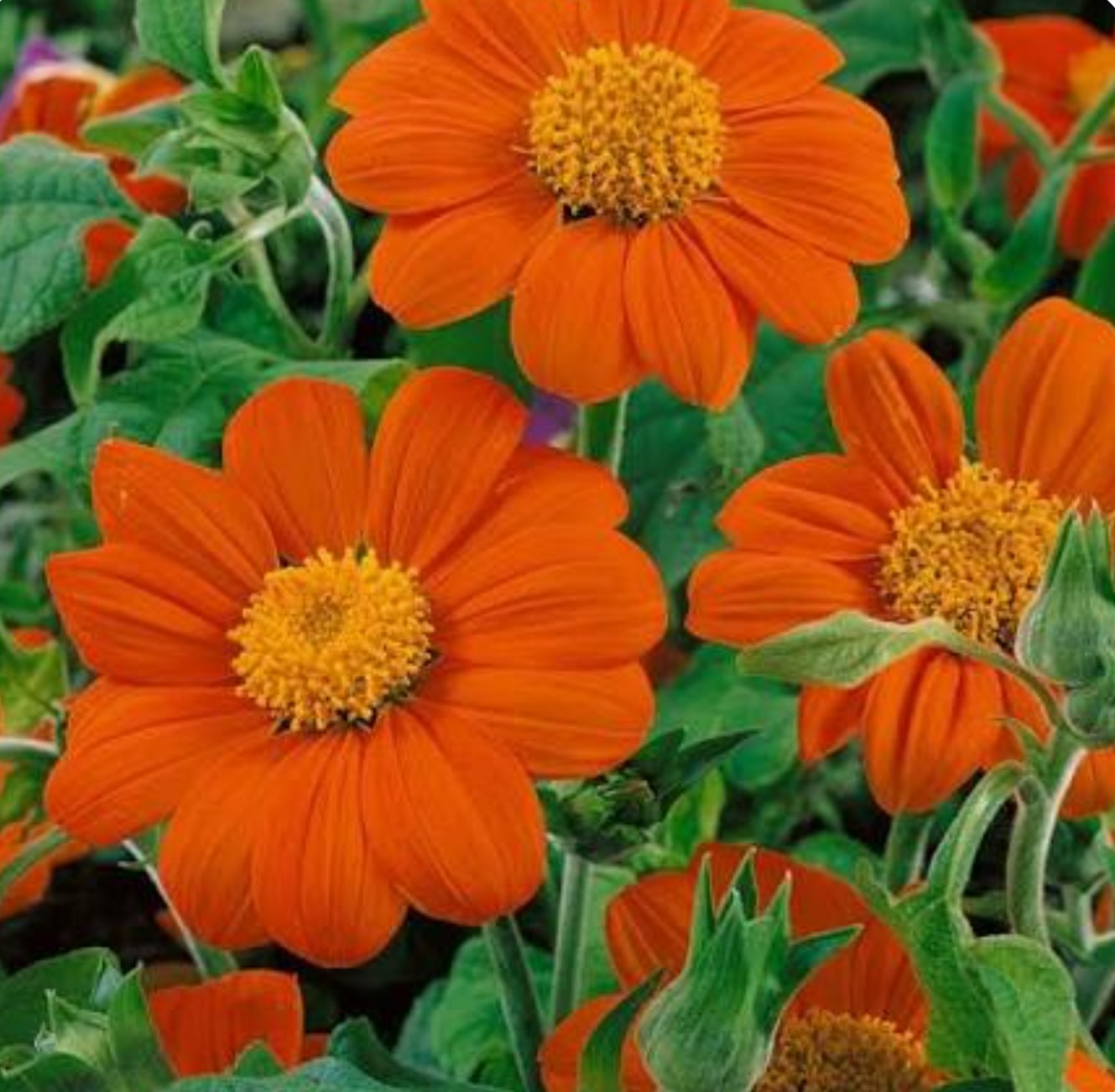 Organic Orange Mexican Sunflower Seeds