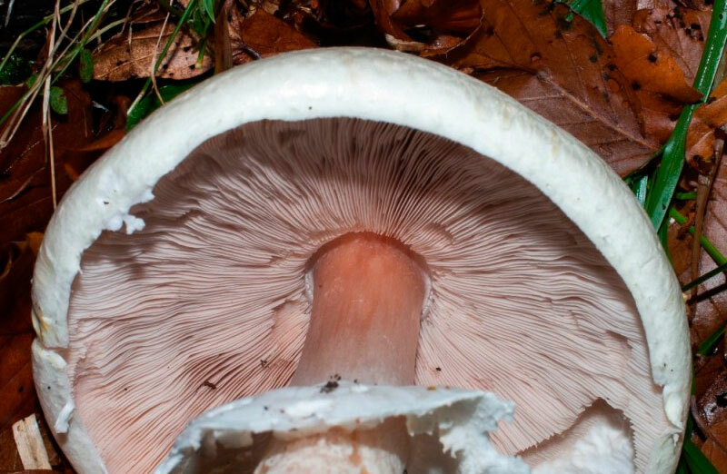 Seeds Mushroom Champignon GIANT Mycelium Spawn Dried Spores Organic Ukraine