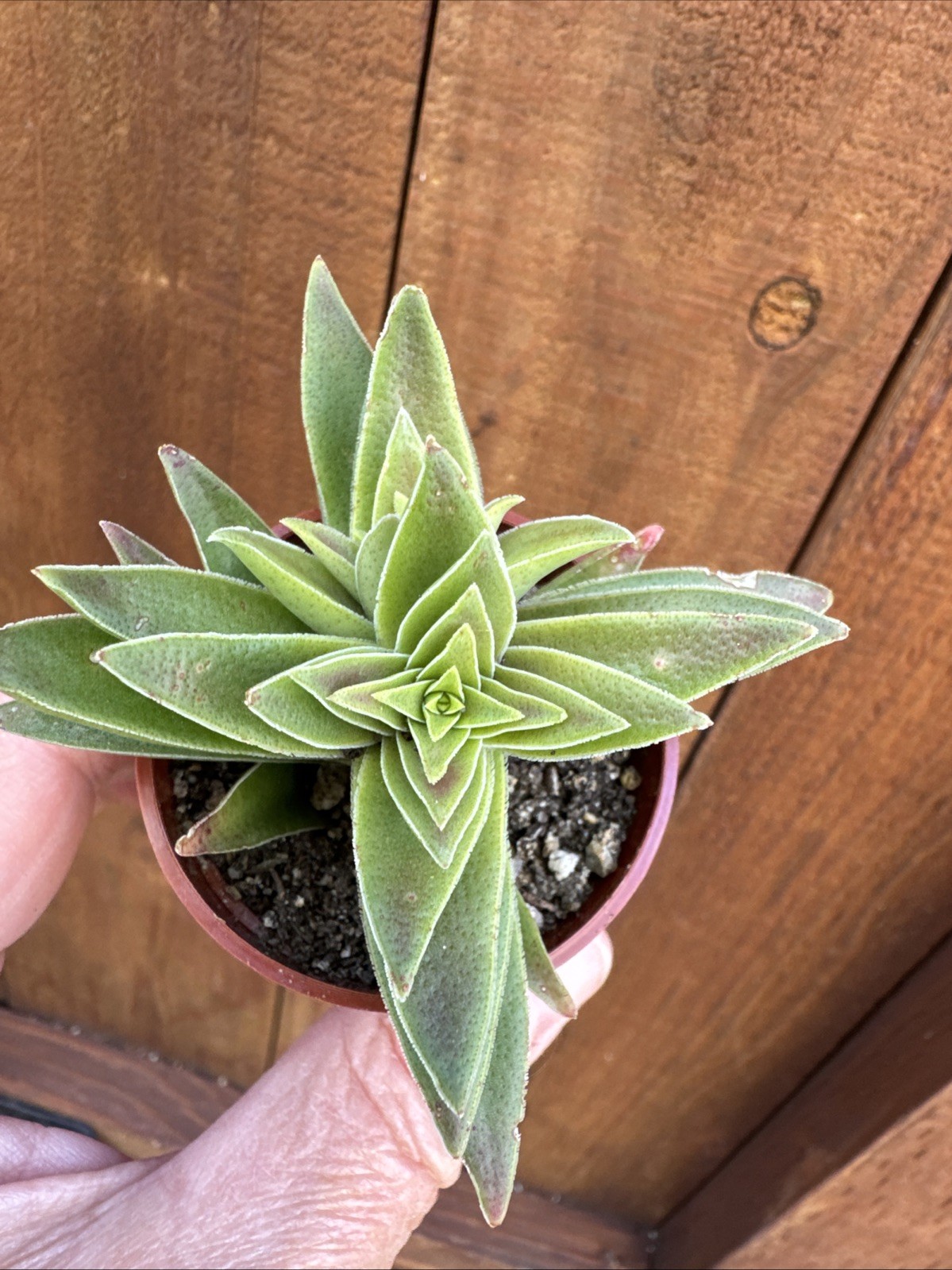 Crassula Capitella “Campfire” – Live Succulent – Rooted Plant