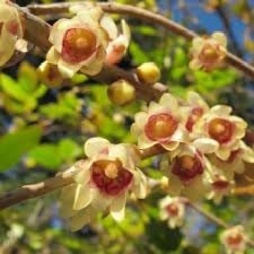 Wintersweet Flower Seeds – 10+ Perennial Seeds for Blossoms from Winter to Fall