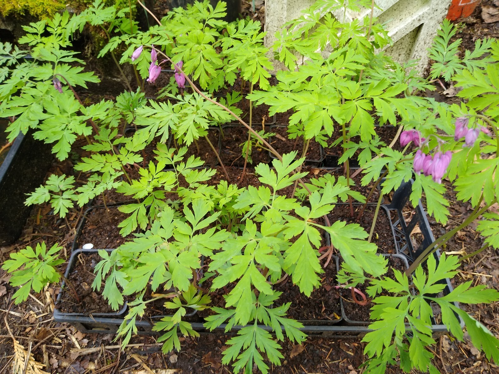 5 Bleeding Hearts Pink Pacific LIVE PLANTS Bare Root Dicentra Wild Flowers
