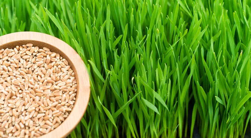 5 Pounds of Wheat Seeds to Grow Microgreens High Quality Wheat Berries to Grow