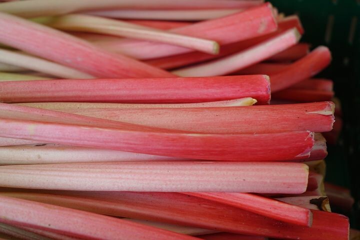 Rhubarb seeds