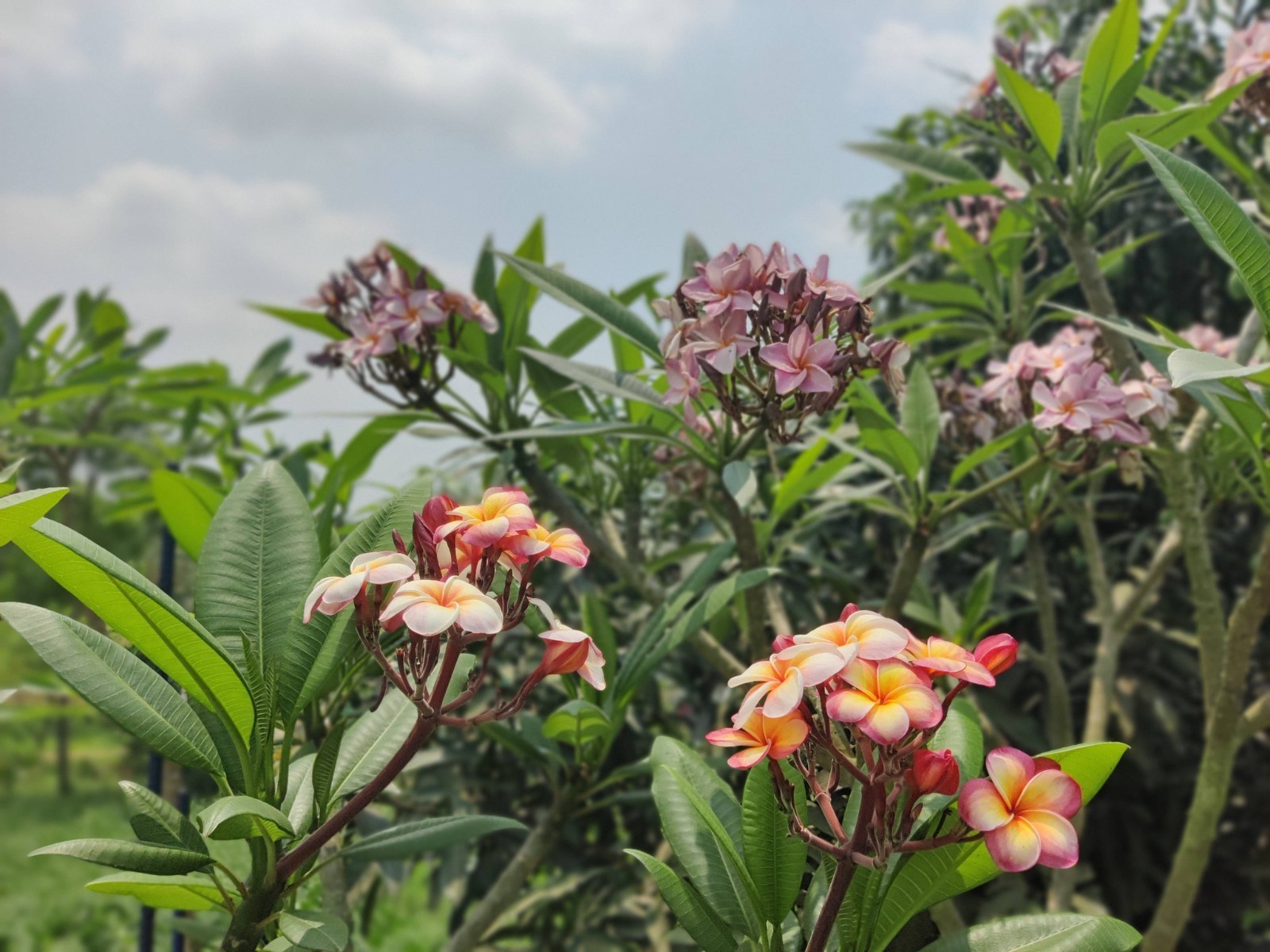 Diamond Locket Fruity (2026 Thai) Plumeria (5 Seeds)