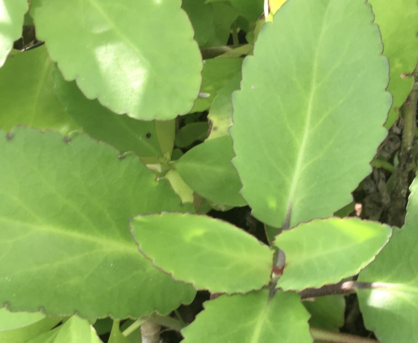 2 RARE KALANCHOE PINNATA miracle leaf air plants Bryophyllum Pinnatum 4″Lougarou