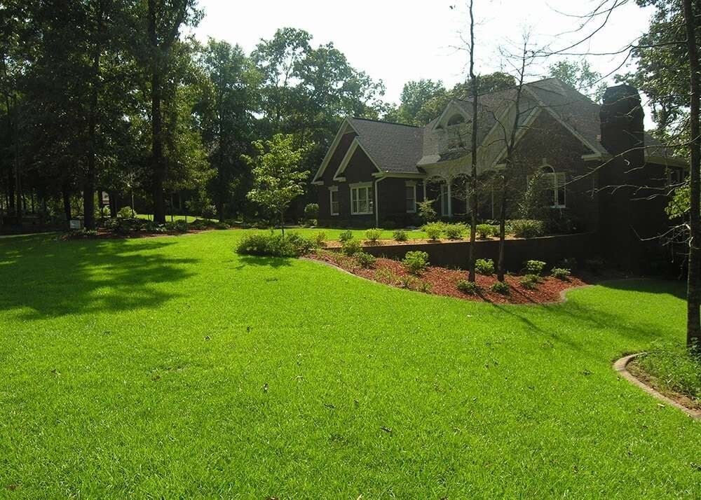 Centipede Grass Seeds starter pack 6000-8000k seeds