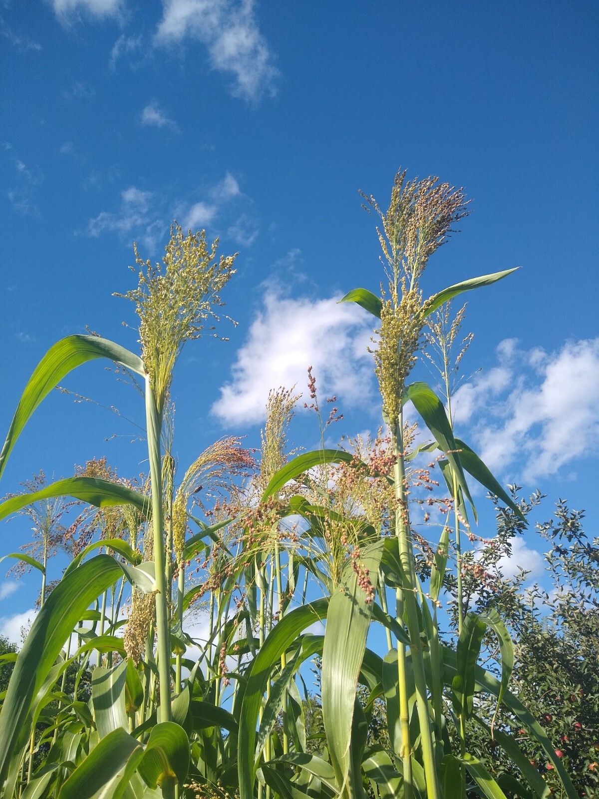 Broom Corn Seed ~ (Sorghum bicolor) ~ Heirloom ~ Multicolor ~
