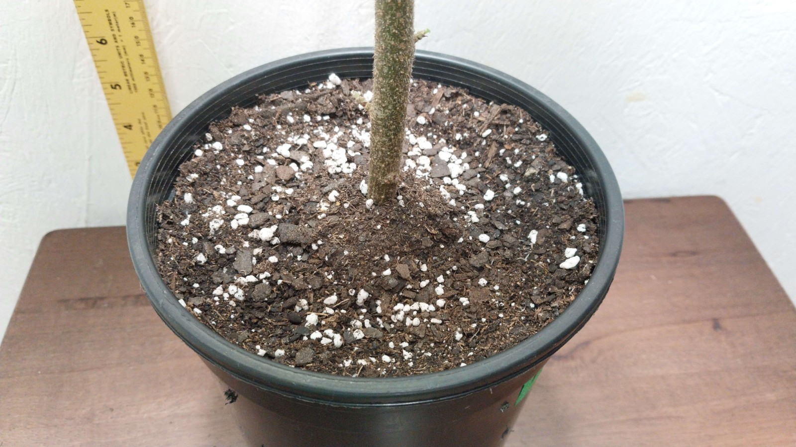 Gympie Gympie Live Plant! Most Painful Plant In The World! Mature Plant!