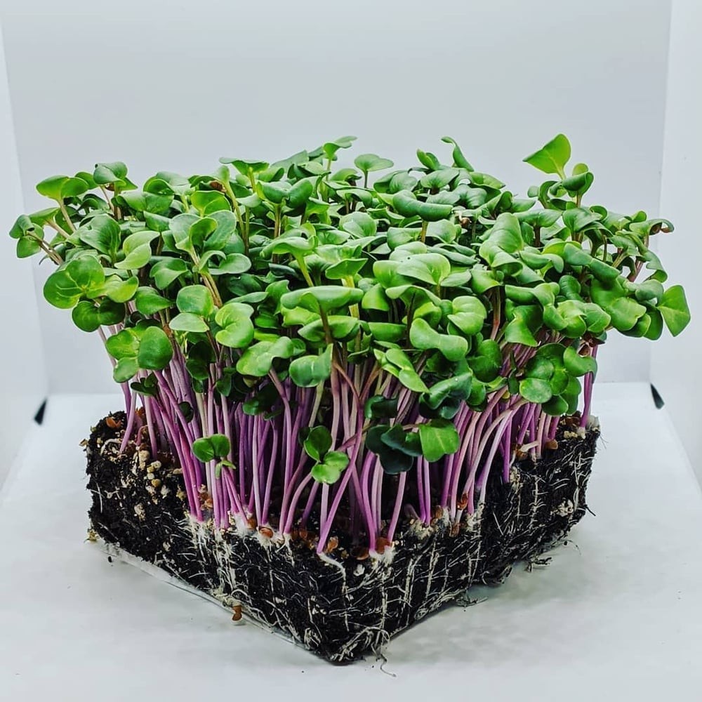 3-pack combo Savory/Spicy Powerhouse Microgreens seeds non-GMO (2.5oz. pack ea.)