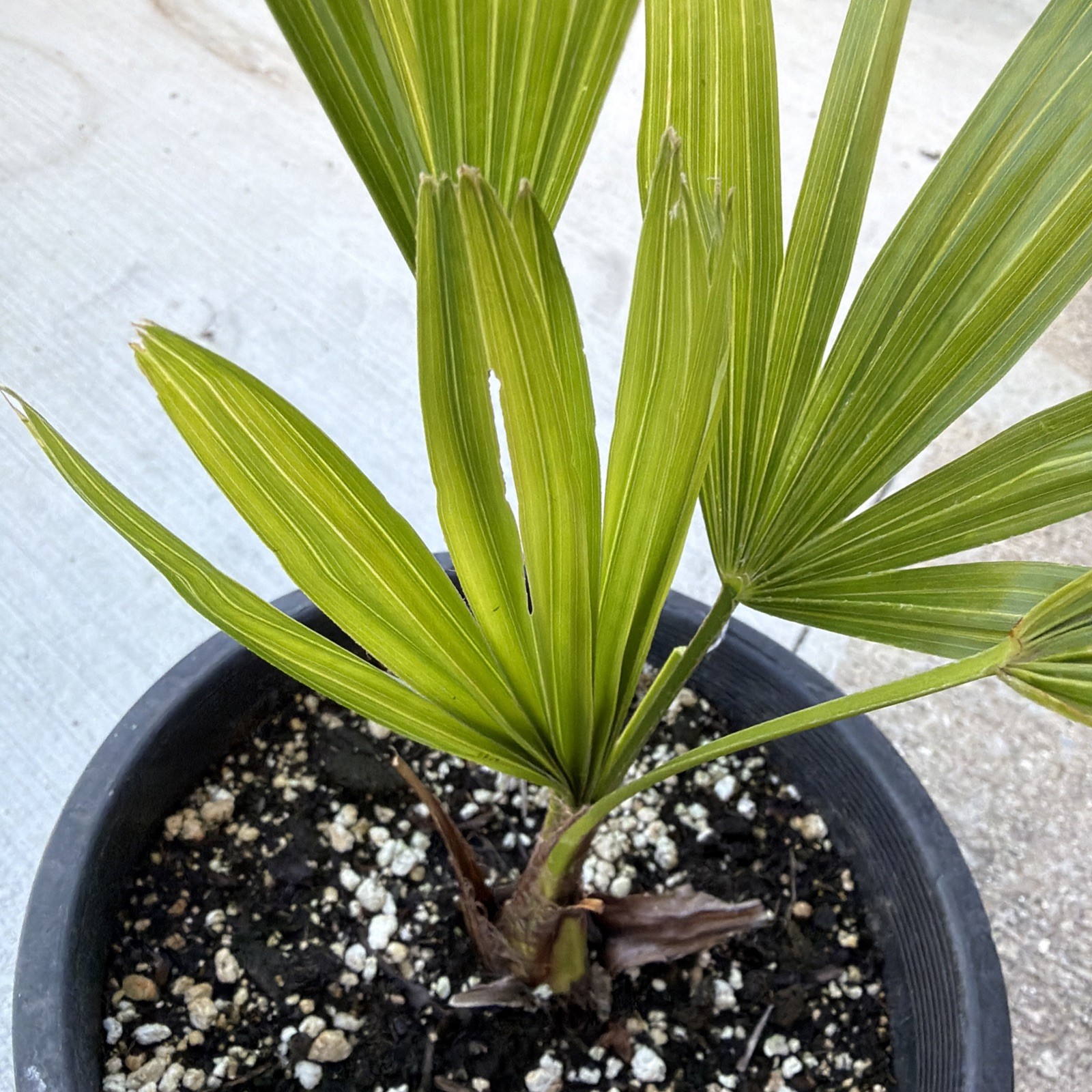 Windmill Palm 1 Gallon Pot 4 Pack