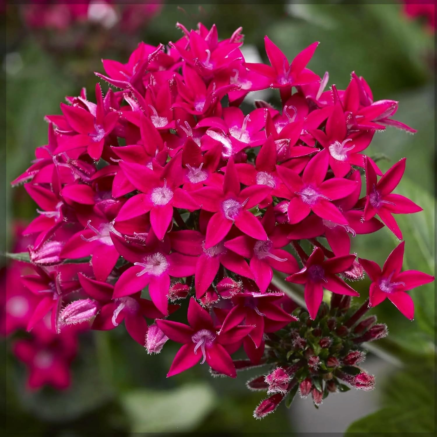 Pentas Lanceolata Seeds – 100+ High Germination Non-GMO Outdoor Flower Seeds