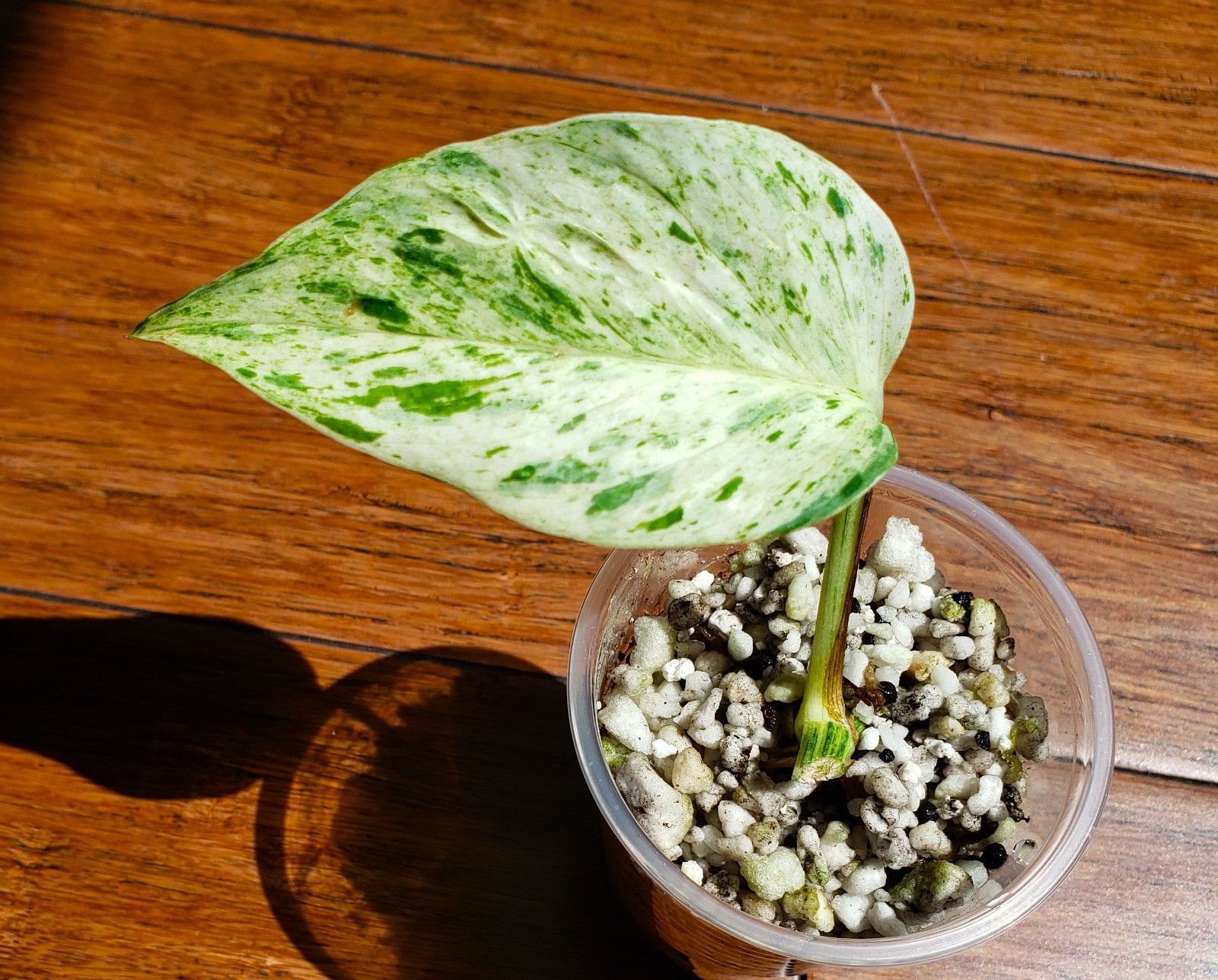 RARE Rooted GRACE Teruno Pothos Series Epipremnum Aureum Hi-Variegation