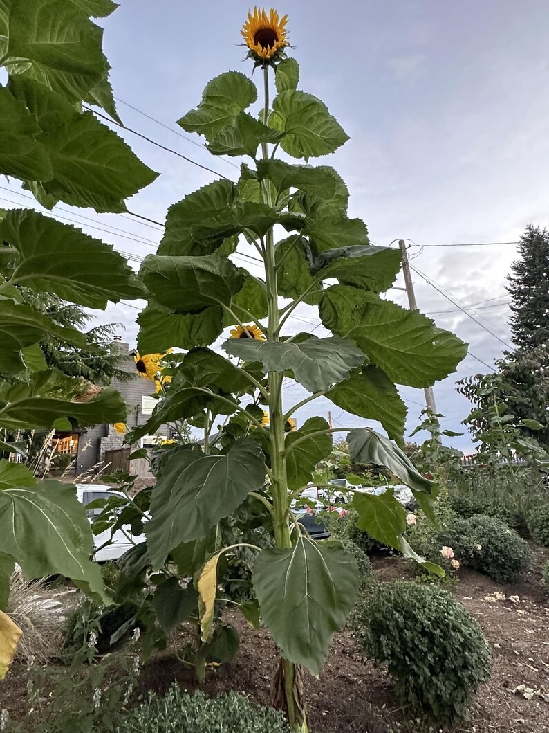 AMERICAN GIANT SUNFLOWER Seed, A skyscraper for gardens. 8′-17′, flower 10″-12″