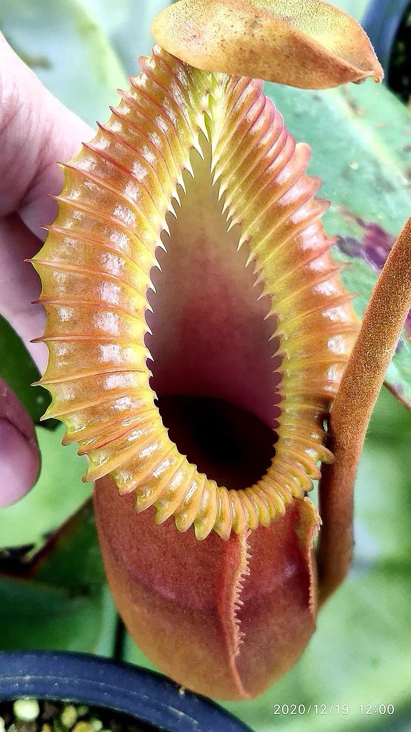 Nepenthes macrophylla 15cm Rare Giant Toothy Pitcher Plant Carnivorous Highland