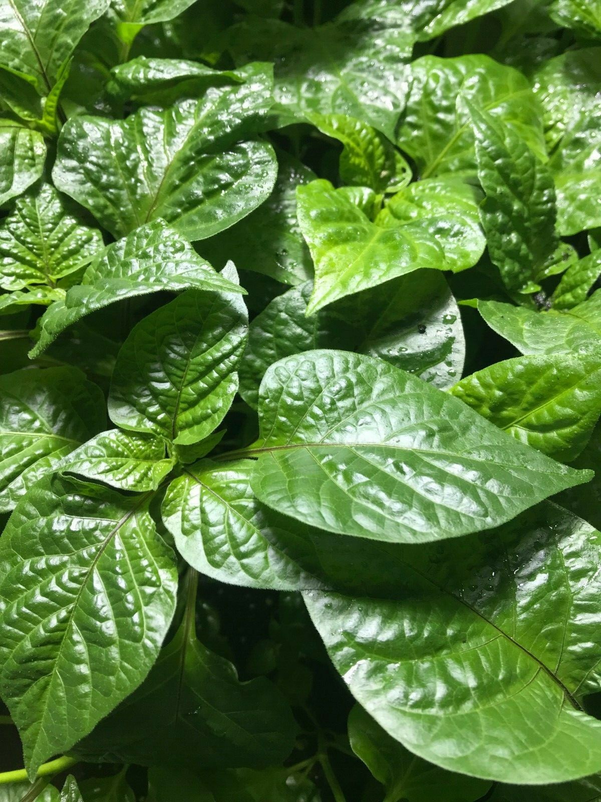“YOU PICK” Lot of 3 LIVE 75 + DAY OLD SUPER HOT PEPPER PLANTS See the List