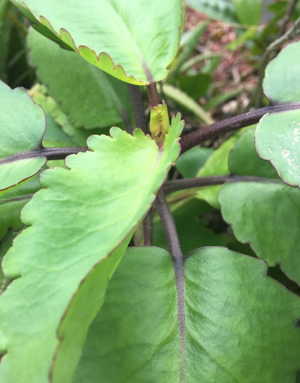 RARE KALANCHOE PINNATA miracle leaf air plants Bryophyllum Pinnatum 6″ Lougarou