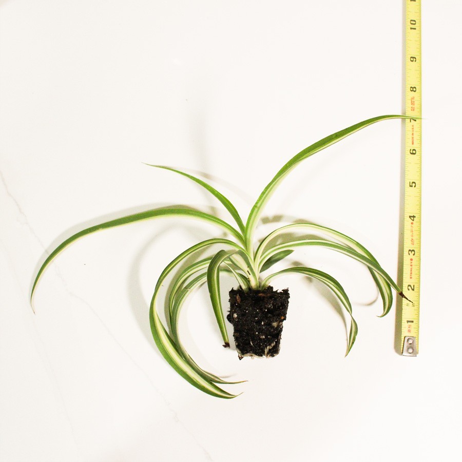 Fully ROOTED Curly Bonnie Spider Plant Cutting: Easy-Grow, ready to repot